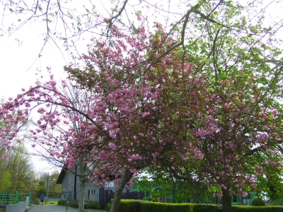 Cherry Walk