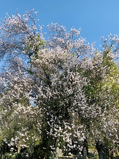 Tree in bloom