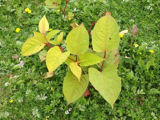 Young Japanese Knotweed