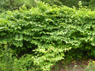 Mature Japanese Knotweed