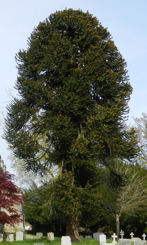 Monkey Puzzle Tree