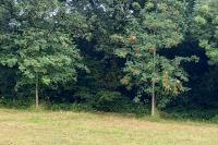 Green Burial Meadow Job completed - Annual Scythe August 2023  