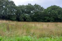 Green Burial Meadow - Annual Scythe August 2023  