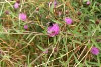 Green Burial Meadow - flora and forna  