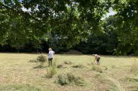 Raking the hay