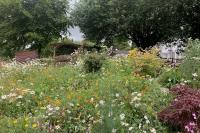 Roe Deer Tavistock Sensory Garden