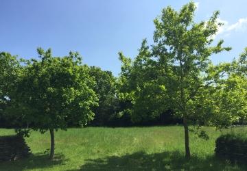 Green Burial Meadow